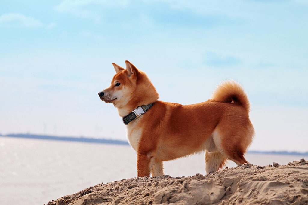 The Dog Days of Crypto - Part 1 domestic animal, nature, dog, japanese, animal, beach, sand, pet, ocean, sea, shiba, inu, fur