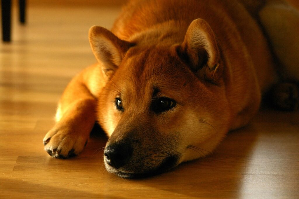 The Dog Has Teeth - Part 2 shiba inu, pet, dog, smile, portrait, animal, lay down