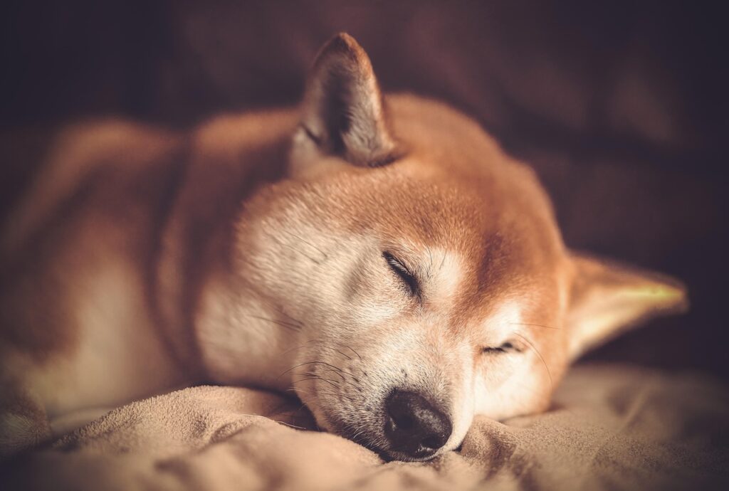 dog, breed, shiba, domestic animal, nature, pet, animal, mammal, shiba inu, sleep, race