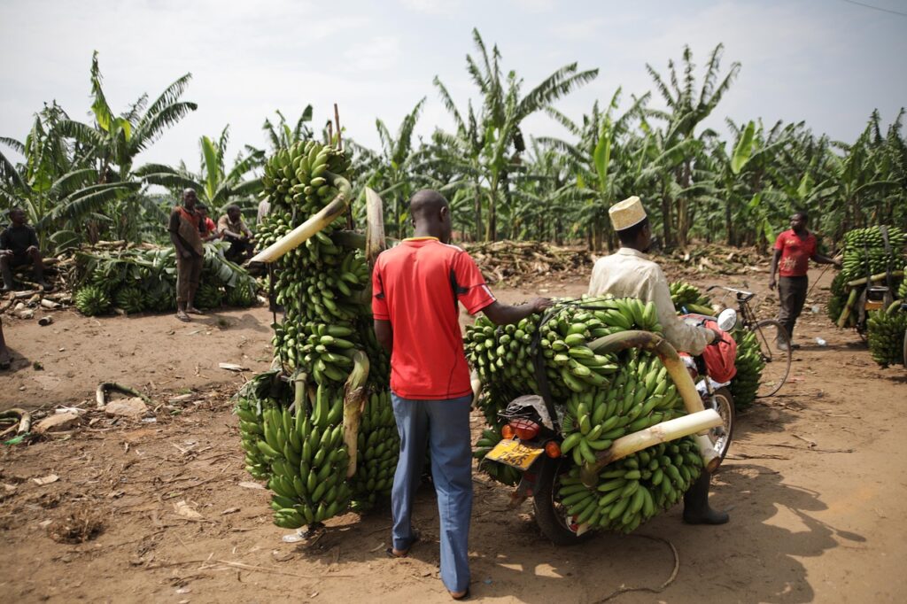 Beyond the Familiar Few uganda, transport, banana, fruit, tropical, green, market, trade, food, uganda, uganda, uganda, uganda, uganda, banana, banana, banana, banana, market, trade, trade